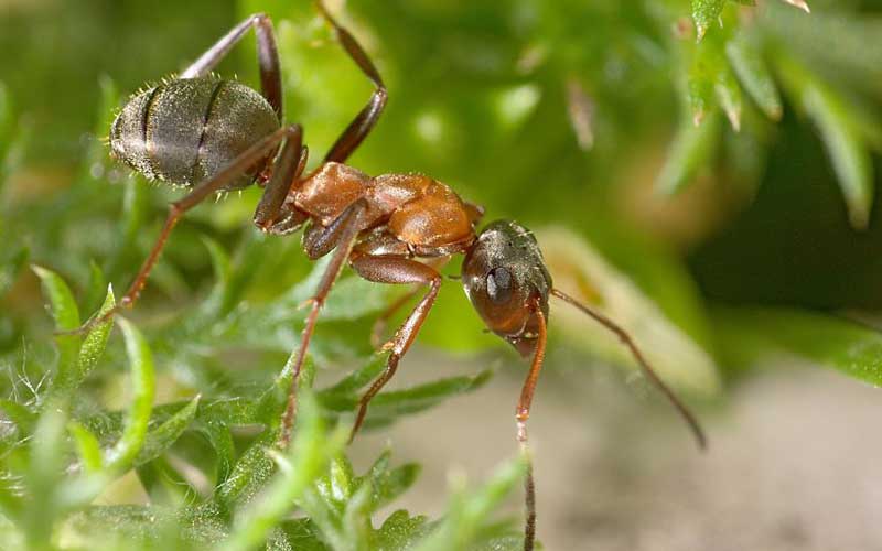 Macro shot with 18-55mm lens