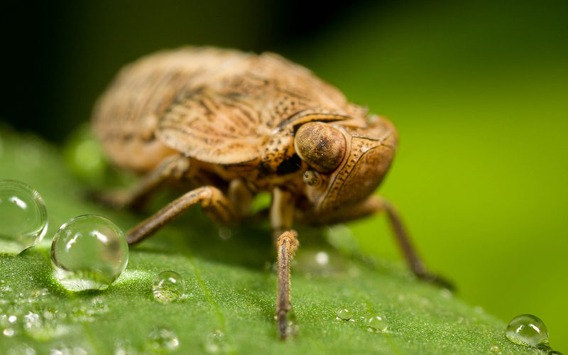 Profondeur de champ en macrophotographie