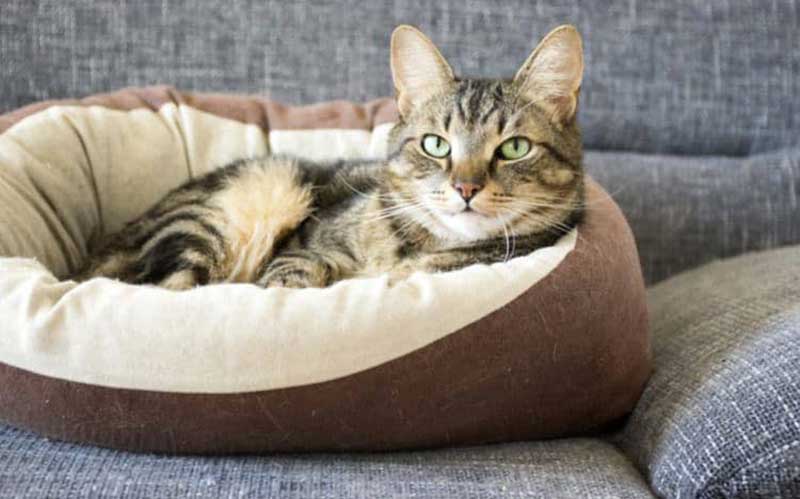 cat in a soft bed