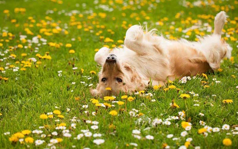 relaxing dog on the field