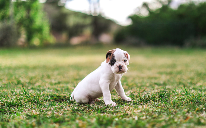 shooting dog in natural light