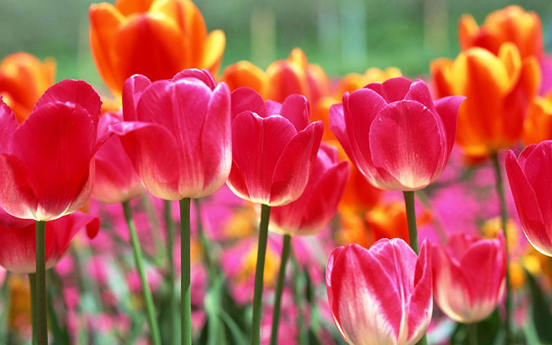 Spring Tulips