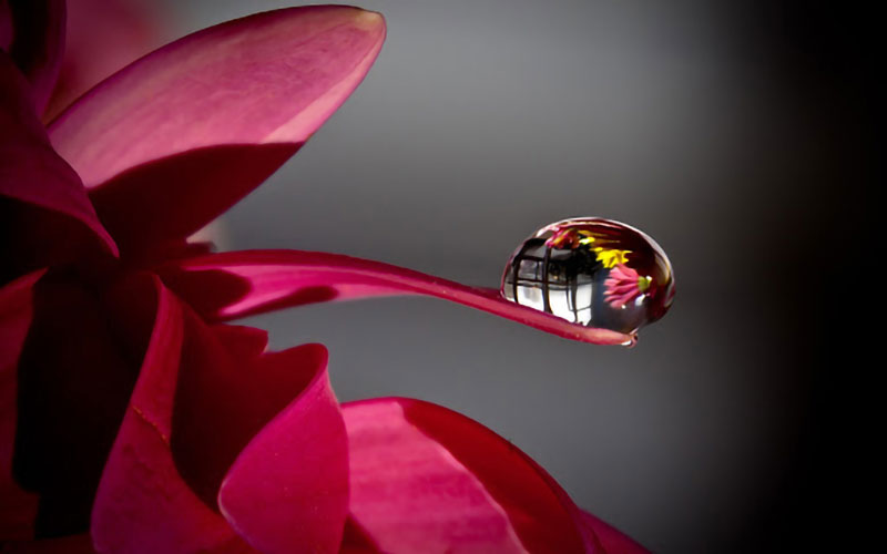 Flowers and water drops