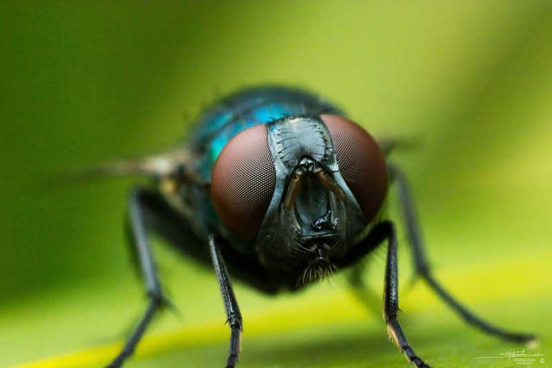 Macro Photography